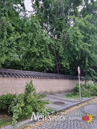 낙하 사고 예방 위한 경기전 은행나무 정비 착수 (인도 변 가지 낙하)