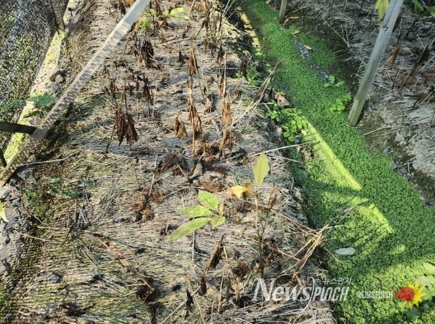 피해 인삼 농가