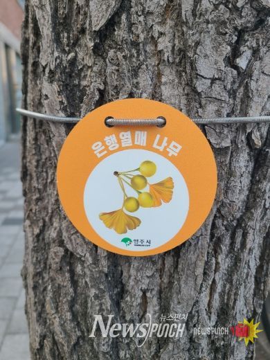 은행나무 관리를 위한 ‘열매 표찰’ 설치 모습