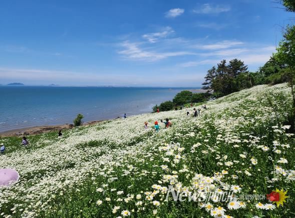 부안군, 2025년 2분기 생활인구 전북특별자치도 1위-변산마실길 샤스타데이지
