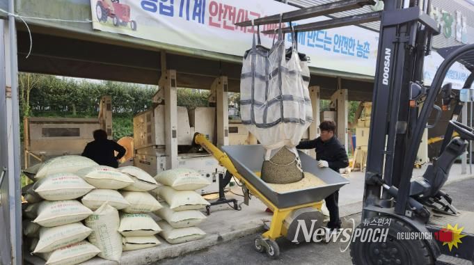 콩 정선 작업 사진