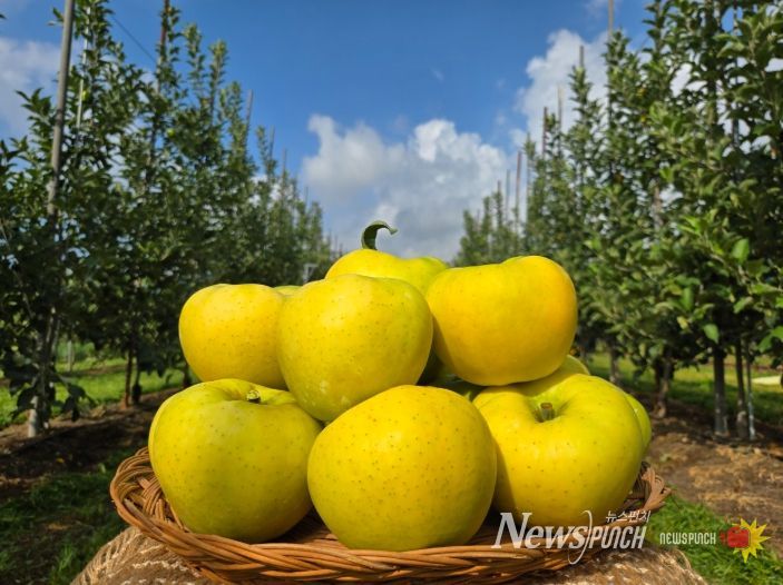 군위군, 농림축산식품부 스마트과수원특화단지조성 공모사업 최종 선정
