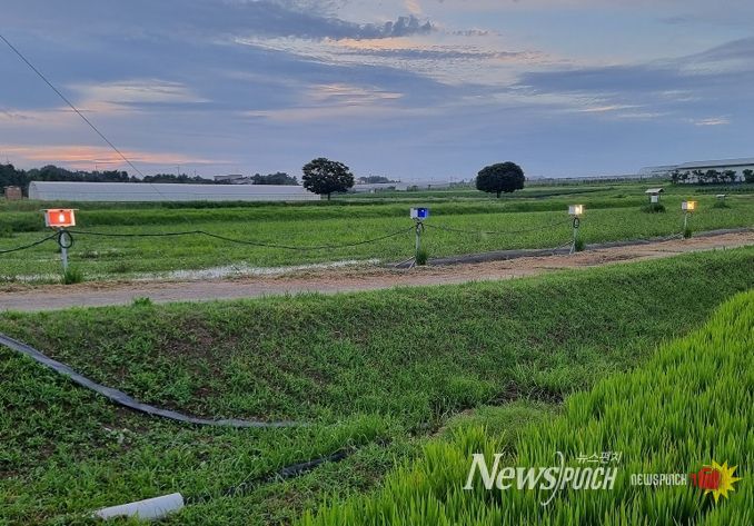 먹노린재 최적 방제 전략 찾았다