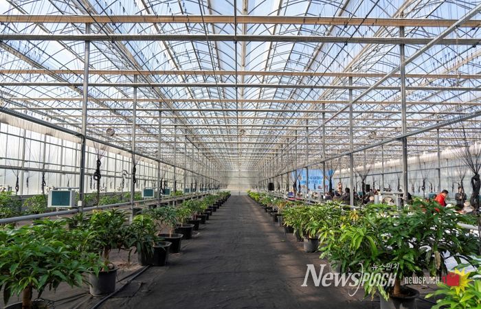 영천 아열대 스마트팜단지, 미래농업 거점으로 본격 가동