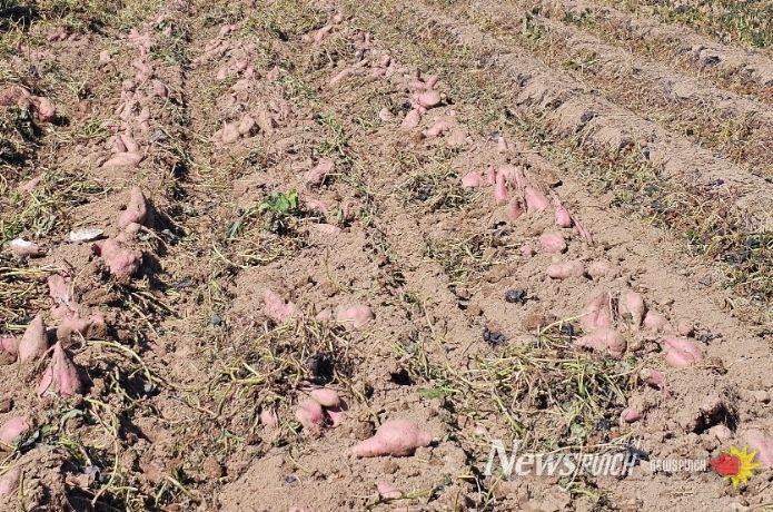 가공용 고구마 '다원미'