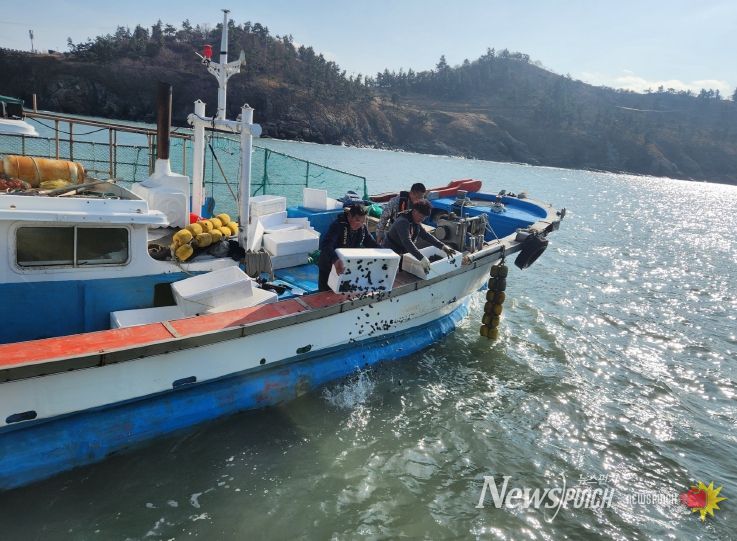 영광군, 안마도 해역에 전복 종자 4만 마리 방류