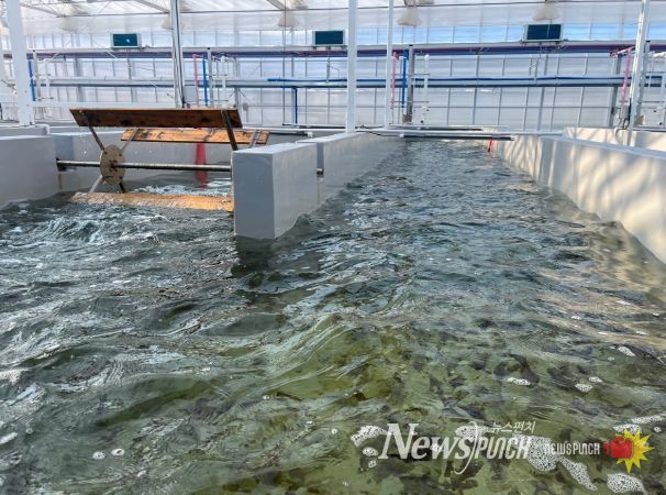 육상 김 양식(수로형 트랙 수조)