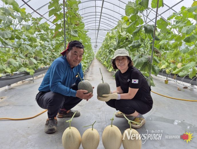 ‘하미과 멜론, 구미 농업의 전략작목으로 안착