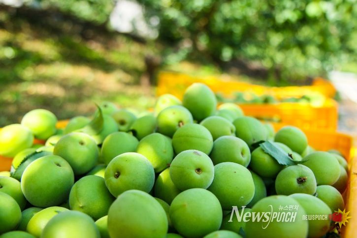 광양시, 임야 재배 매실 과원 유기질비료 지원 신청・접수