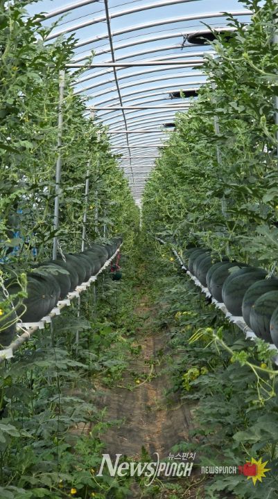 구례군, 수박 수직재배 시범사업으