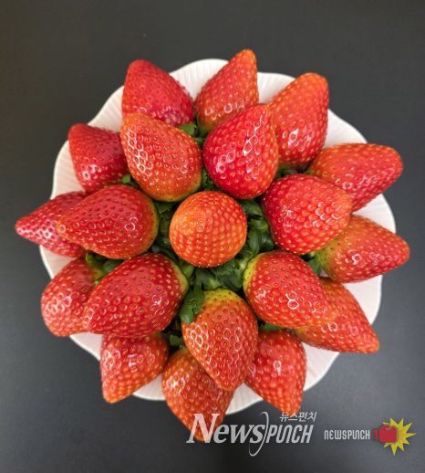 농기원, 신품종 미향 품종보호출원 완료