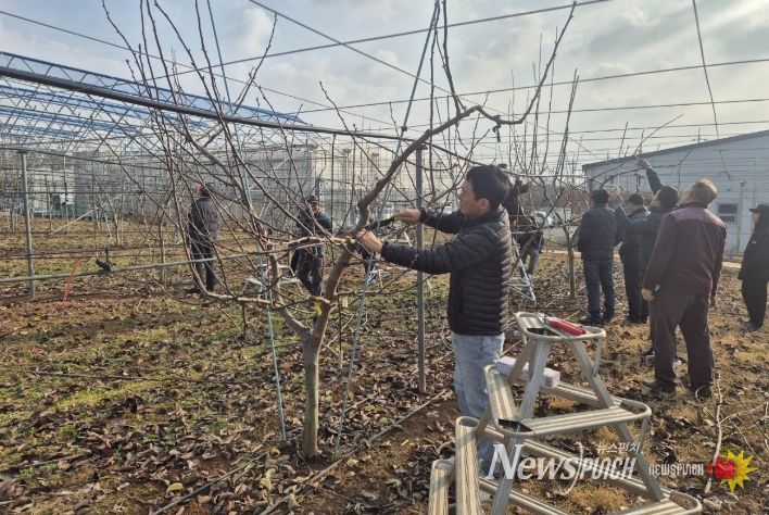 나주시가 오는 27일까지 ‘2026년 우리품종 나주배 전정단 육성 기술교육’ 3기 교육생을 모집한다. 사진은 우리품종 나주배 전정단 현장 교육 모습.