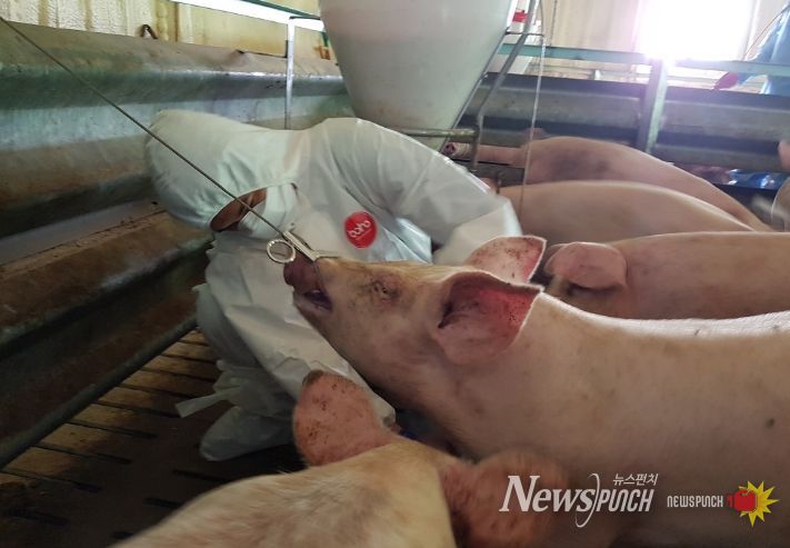 충북도, 아프리카돼지열병 도내유입 차단에 ‘사활’