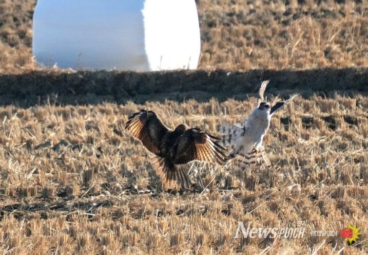 울주 온양들녘서 맹금류 참매·말똥가리 먹이다툼 포착