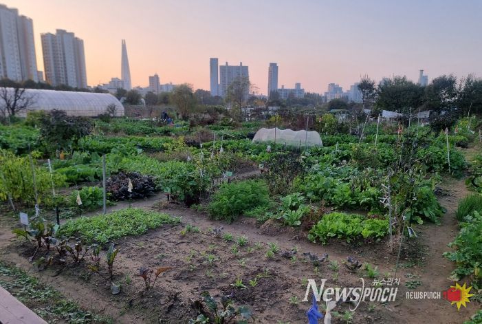 송파구 친환경 주말농장