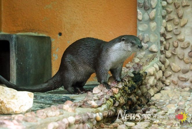 서울대공원 수달 수컷 7살(사진 제공:서울대공원)