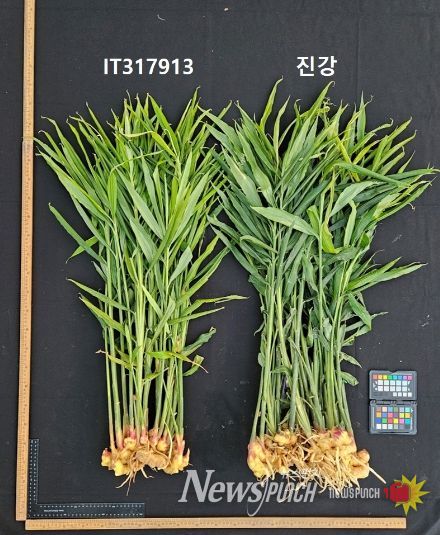 농업기술원, 국내 최초 생강 신품종 ‘진강’ 육성 및 출원
