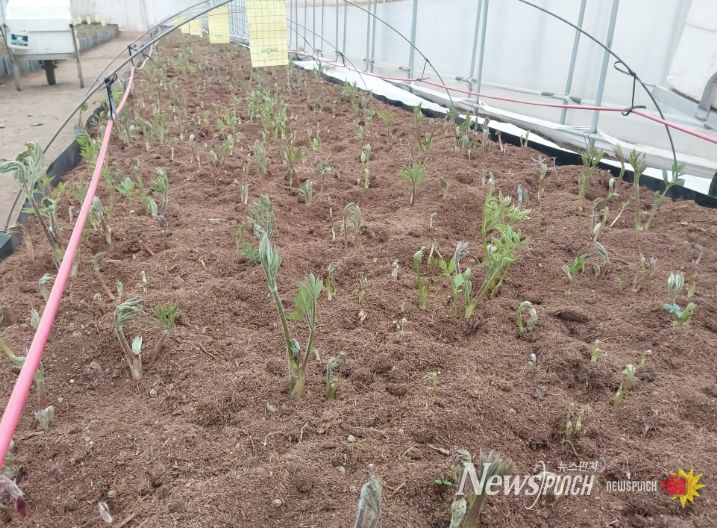 홍천 ‘땅두릅’본격출하