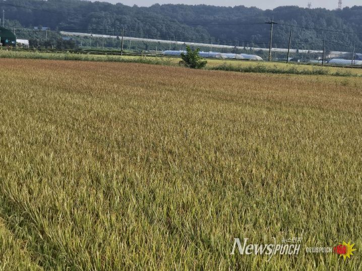 서천군, 벼 깨씨무늬병 사전예방 당부
