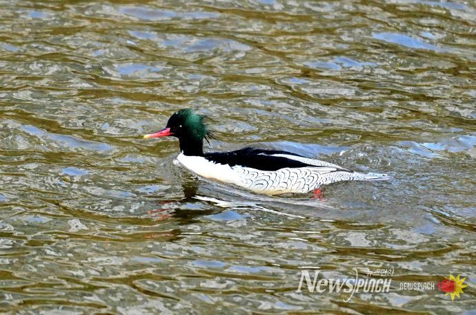 성동구와 사회적협동조합 한강은 최근 중랑천-청계천 합류부에서 호사비오리 수컷 1개체와 암컷 2개체가 먹이활동과 휴식을 하는 모습을 확인했다.(사진은 중랑천-청계천 합류부에서 발견된 호사비오리 수컷)