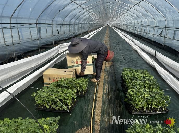 중소형수박 정식 현장 사진