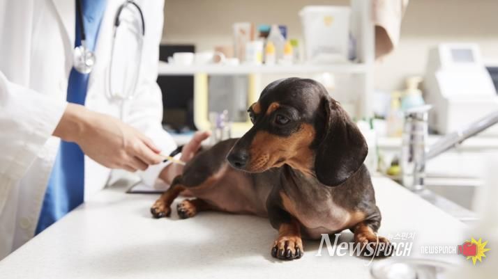 강북구 우리동네 동물병원에서 반려동물이 진료를 받고 있다.