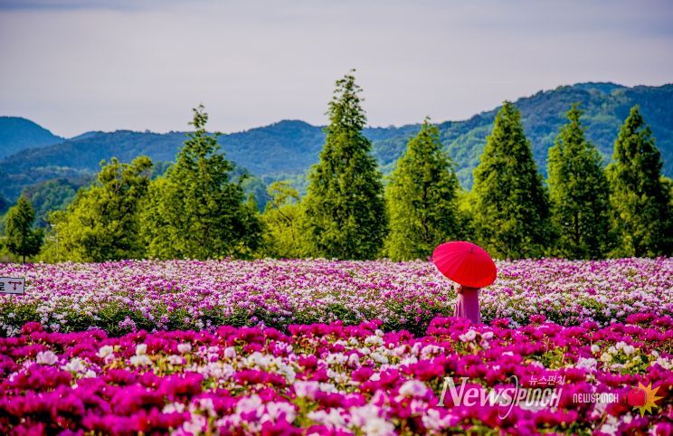 합천군 보도자료(합천군, ‘2026 지역사랑 휴가지원 시범사업’ 공모 선정) 핫들생태공원(작약재배단지) (5월 초 개화)