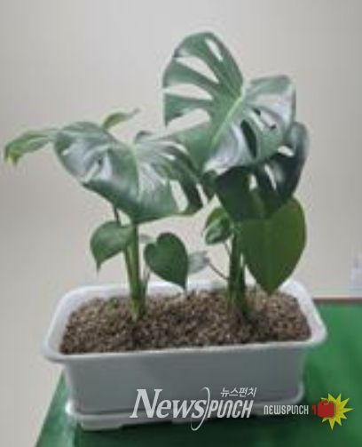 베란다 텃밭 지원사업 공기정화식물(몬스테라)