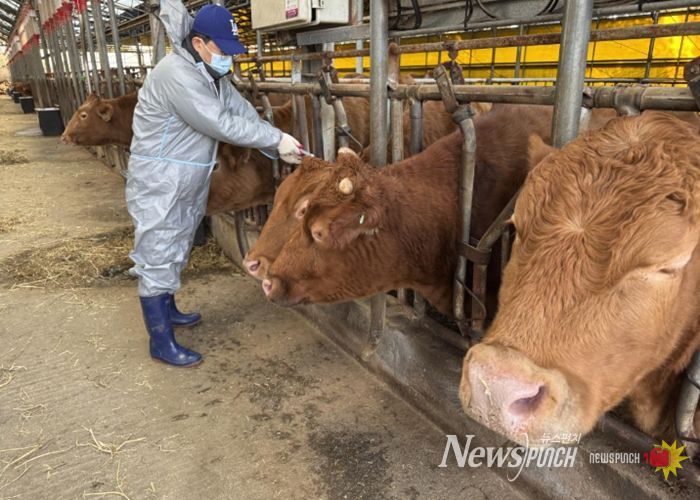 구제역 백신 접종