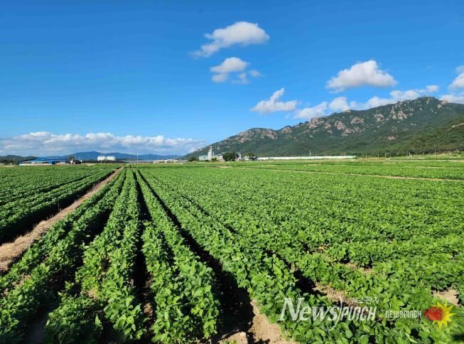 전략작물 사진 (영암군 논콩).