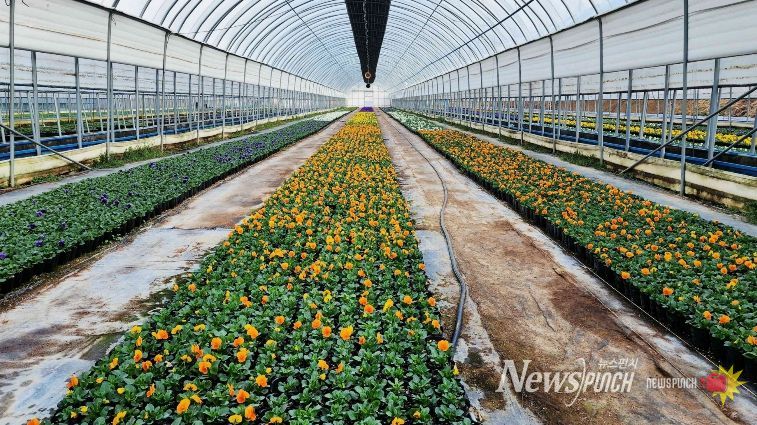 농업기술센터 꽃육묘장에서 배부될 봄꽃을 관리하는 모습