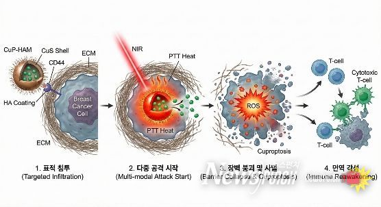 ‘삼중음성 유방암’ 무너뜨리는 구리 나노플랫폼 개발