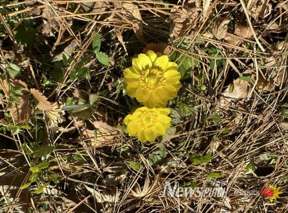 함평자연생태공원에 핀 야생화 모습