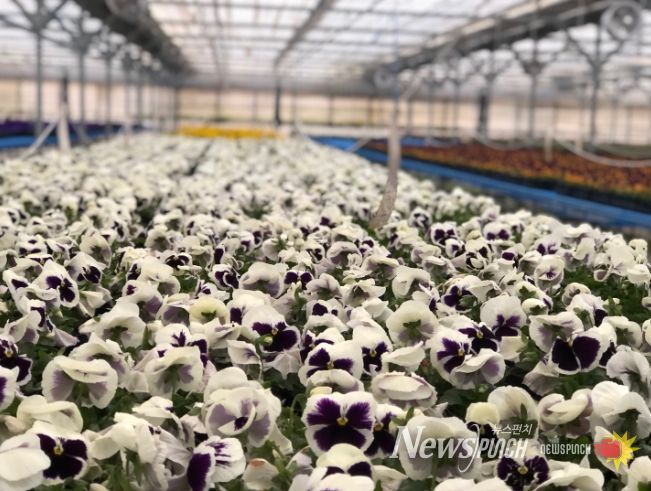 ‘전주, 다시 봄’ 10만 송이 꽃으로 물드는 전주!