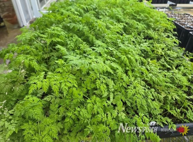 전남산림연구원-전호