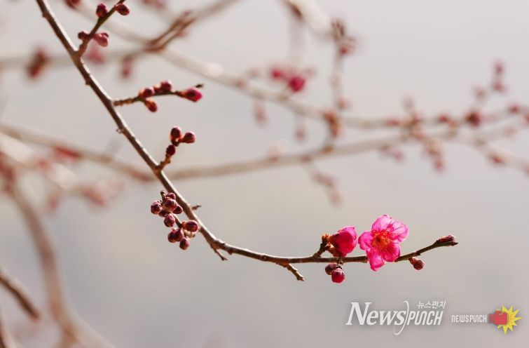 홍매화 첫 개화