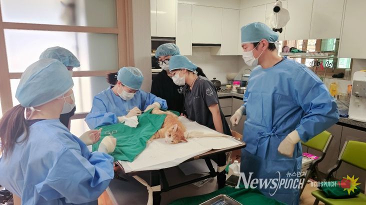 청주시, 길고양이와 사람의 공존 위한 TNR 사업 추진