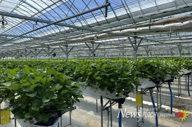 무주 여름딸기 재배