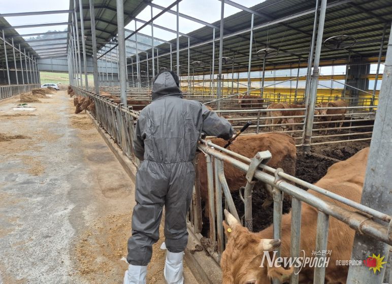 고흥군, 상반기 구제역 백신 일제접종 완료