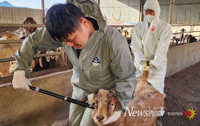 구제역 백신 접종