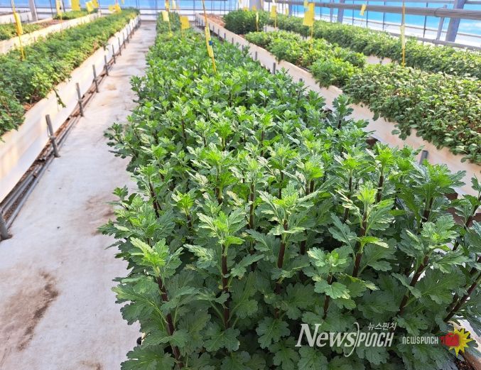 농업기술원, 병해충 예방 국화 모주포 관리 요령 안내