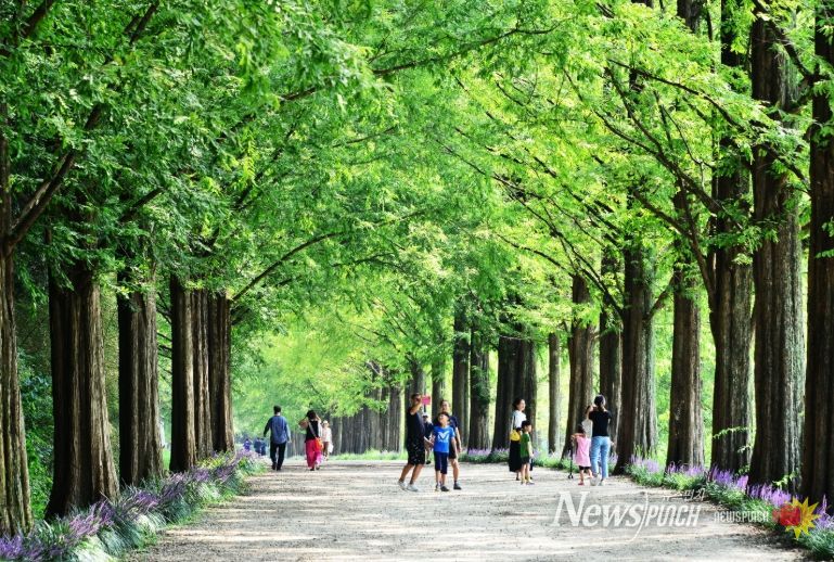 담양 메타세쿼이아길 입장료, ‘담양사랑상품권’으로 전액 돌려받는다
