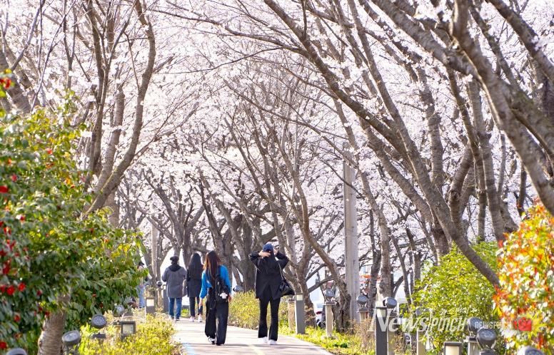 나주시가 오는 28일 영산포 풍물시장 일원에서 제3회 영산포 봄 벚꽃 버스킹 축제를 개최한다. 사진은 2025년도 제2회 영산포 봄 버스킹 행사 사진.