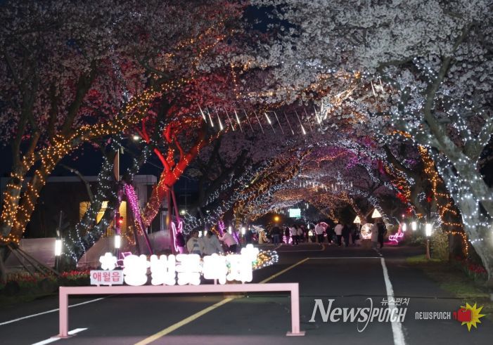 애월읍 왕벚꽃 축제