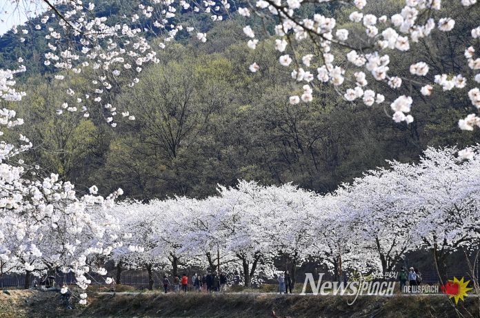 옥포읍 벚꽃(25년 촬영)