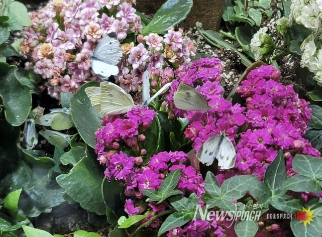 문경새재에 찾아온 이른 봄, 문경 자연생태박물관 나비특별전