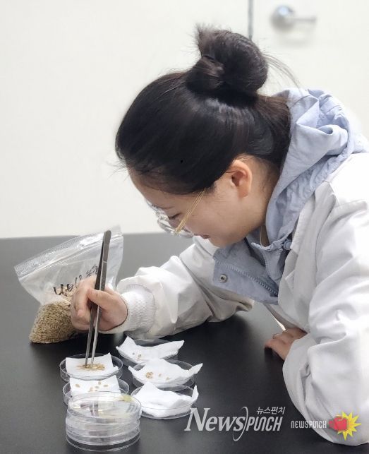 벼 종자 발아율 검사 사진
