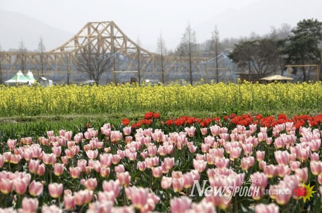 유채꽃이 활짝 핀 지난해 창녕낙동강유채축제장 풍경