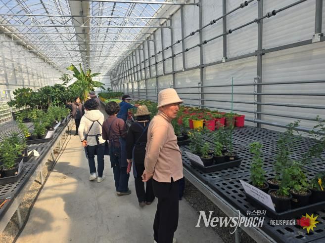 인제군 국화분재연구회, 품종별 연구·교류로 전문성 다진다