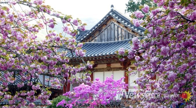 천년의 봄이 이어지는 선암사, 지금이 절정